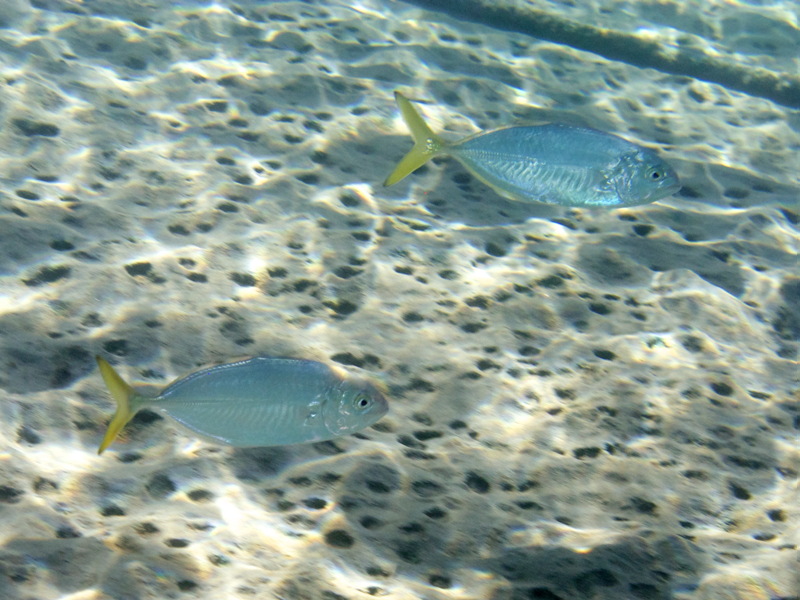 Lessepsian migrants into the Mediterranean Sea from Cyprus